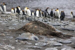 Avian Influenza (Bird Flu) in Antarctica, South Georgia Island - Antarctica Photographer - Theo Allan
