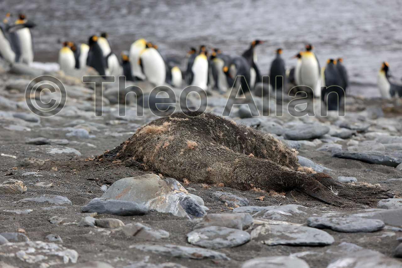 Avian Influenza (Bird Flu) in Antarctica, South Georgia Island - Antarctica Photographer - Theo Allan