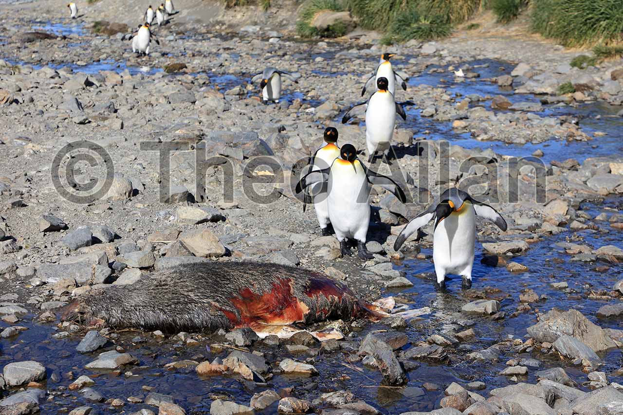 Avian Influenza (Bird Flu) in Antarctica, South Georgia Island - Antarctica Photographer - Theo Allan