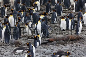 Avian Influenza (Bird Flu) in Antarctica, South Georgia Island - Antarctica Photographer - Theo Allan