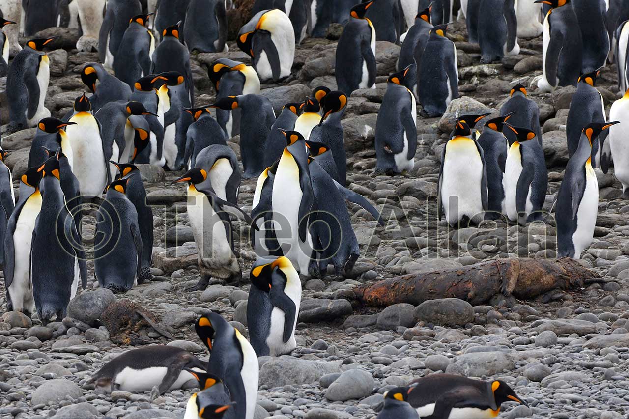 Avian Influenza (Bird Flu) in Antarctica, South Georgia Island - Antarctica Photographer - Theo Allan