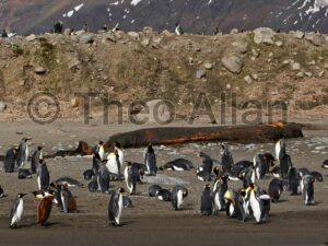 Avian Influenza (Bird Flu) in Antarctica, South Georgia Island - Antarctica Photographer - Theo Allan