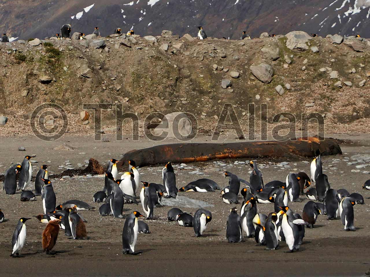 Avian Influenza (Bird Flu) in Antarctica, South Georgia Island - Antarctica Photographer - Theo Allan