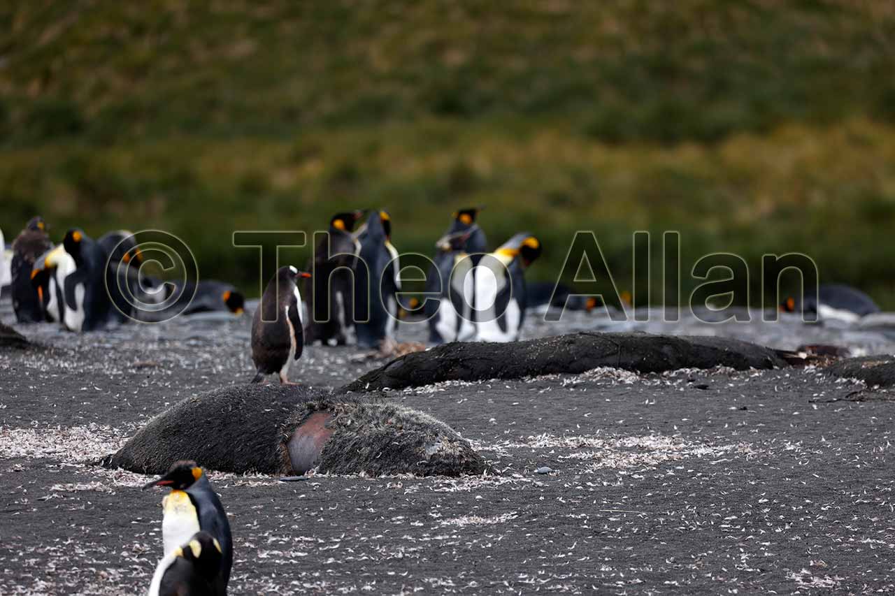Avian Influenza (Bird Flu) in Antarctica, South Georgia Island - Antarctica Photographer - Theo Allan
