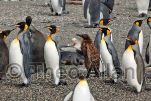 Avian Influenza (Bird Flu) in Antarctica, South Georgia Island - Antarctica Photographer - Theo Allan