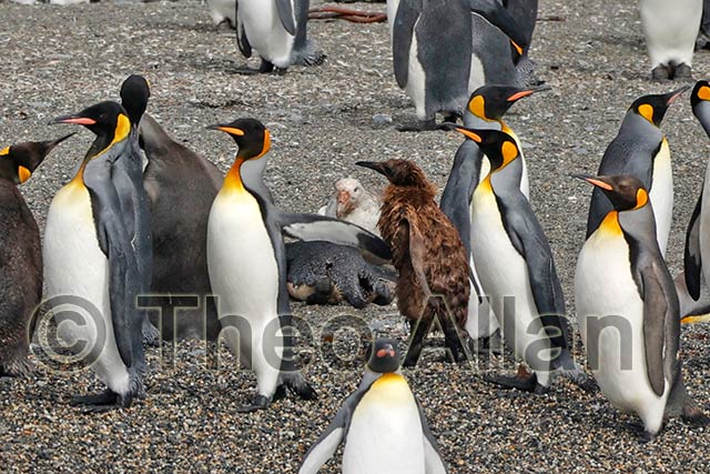 Avian Influenza (Bird Flu) in Antarctica, South Georgia Island - Antarctica Photographer - Theo Allan