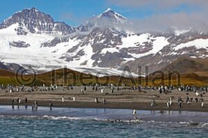 Avian Influenza (Bird Flu) in Antarctica, South Georgia Island - Antarctica Photographer - Theo Allan