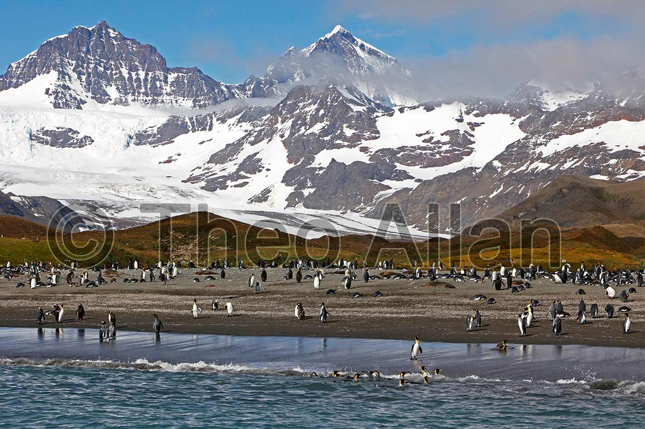 Avian Influenza (Bird Flu) in Antarctica, South Georgia Island - Antarctica Photographer - Theo Allan