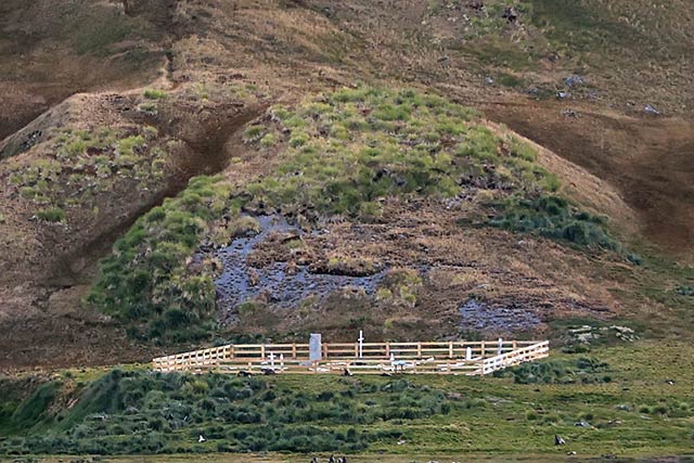 Avian Influenza (Bird Flu) in Antarctica, South Georgia Island - Antarctica Photographer - Theo Allan