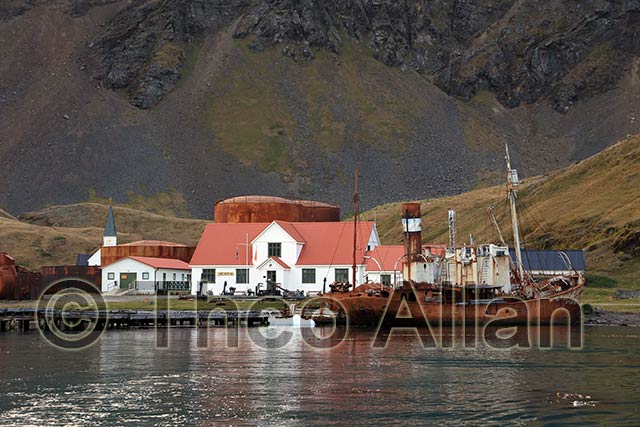 Avian Influenza (Bird Flu) in Antarctica, South Georgia Island - Antarctica Photographer - Theo Allan