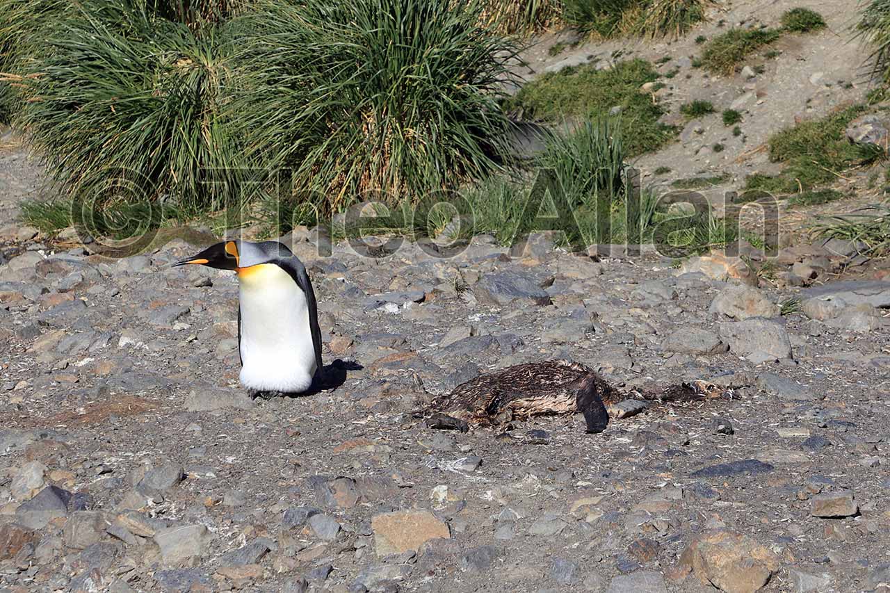 Avian Influenza (Bird Flu) in Antarctica, South Georgia Island - Antarctica Photographer - Theo Allan