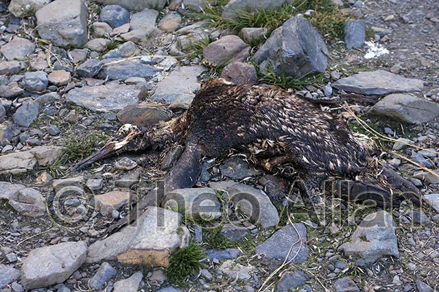 Avian Influenza (Bird Flu) in Antarctica, South Georgia Island - Antarctica Photographer - Theo Allan