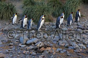 Avian Influenza (Bird Flu) in Antarctica, South Georgia Island - Antarctica Photographer - Theo Allan