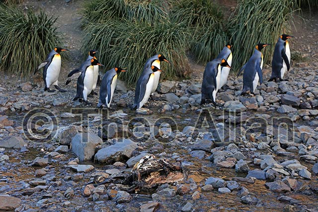 Avian Influenza (Bird Flu) in Antarctica, South Georgia Island - Antarctica Photographer - Theo Allan