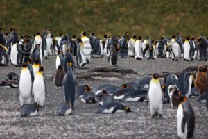 Avian Influenza (Bird Flu) in Antarctica, South Georgia Island - Antarctica Photographer - Theo Allan