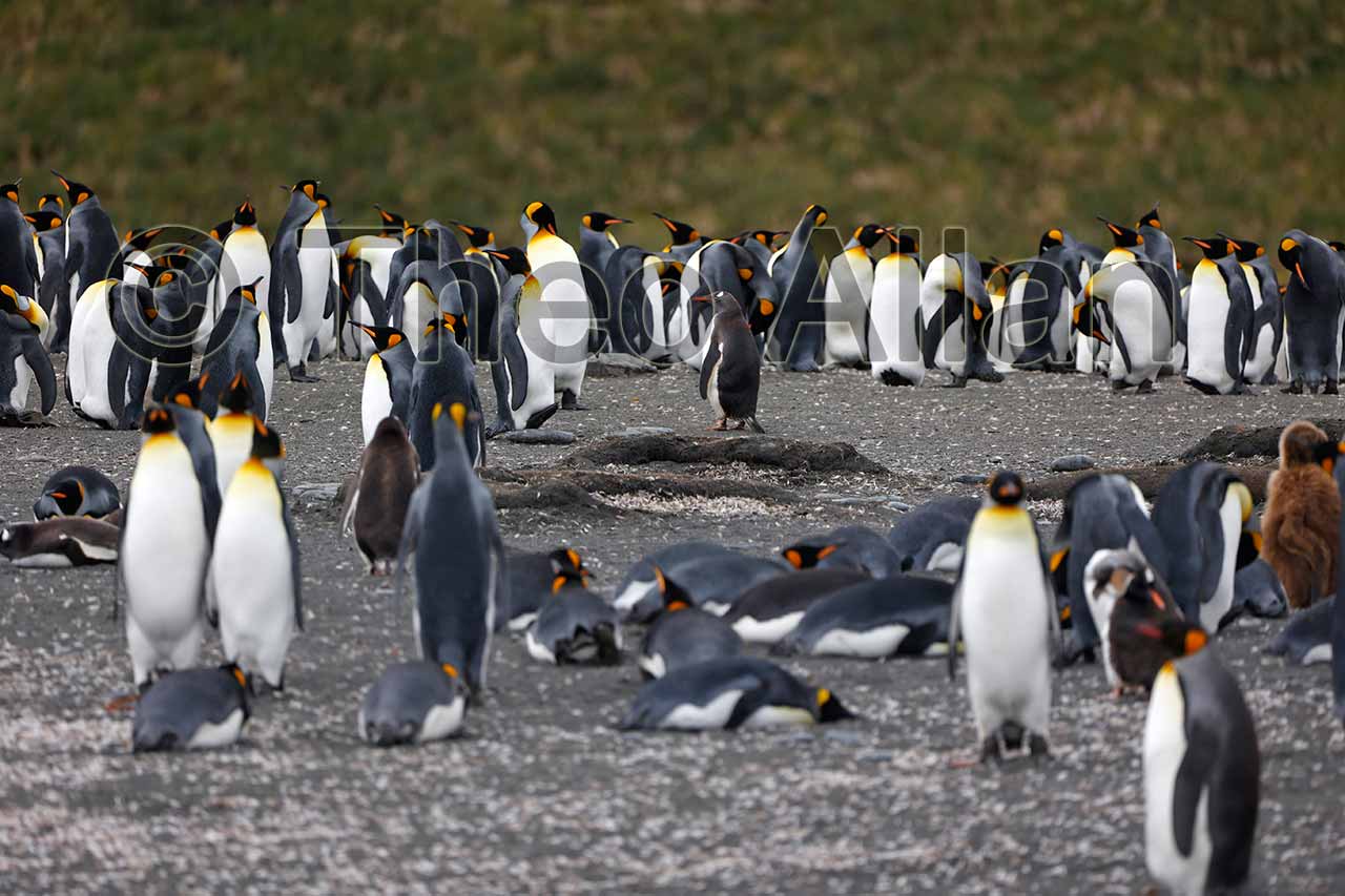 Avian Influenza (Bird Flu) in Antarctica, South Georgia Island - Antarctica Photographer - Theo Allan