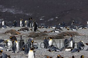 Avian Influenza (Bird Flu) in Antarctica, South Georgia Island - Antarctica Photographer - Theo Allan