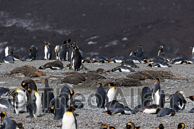 Avian Influenza (Bird Flu) in Antarctica, South Georgia Island - Antarctica Photographer - Theo Allan