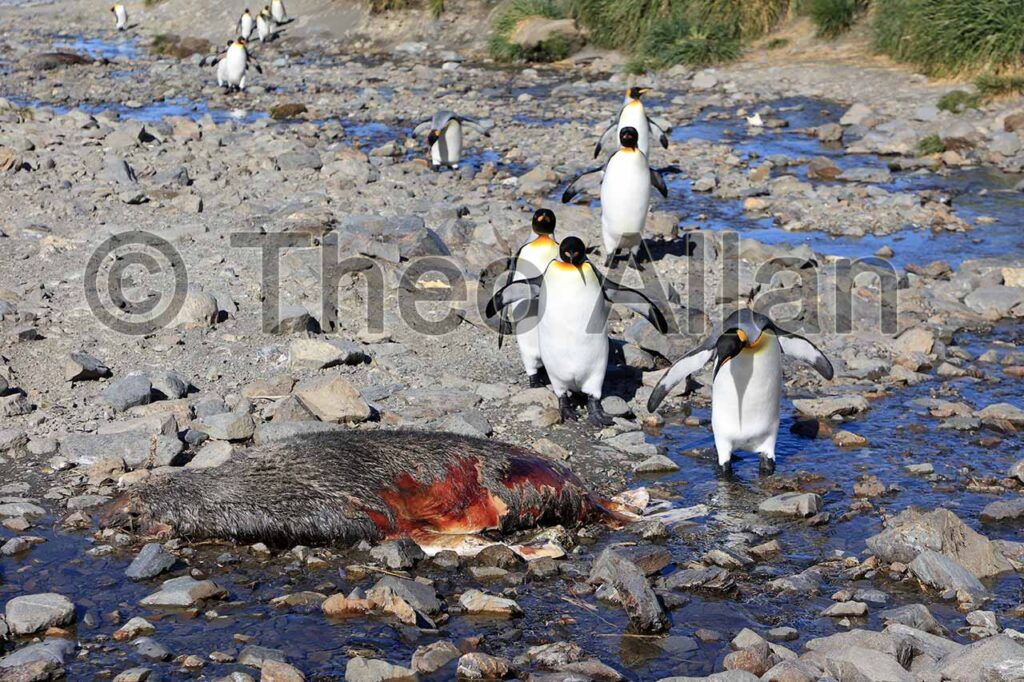 Photographer Captures Avian Influenza (Bird Flu) in Antarctica, South Georgia Island - Antarctica Photographer - Theo Allan